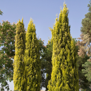 Swane's Golden Italian Cypress - 7 Gallon
