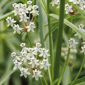 Narrowleaf Milkweed - 1 Gallon