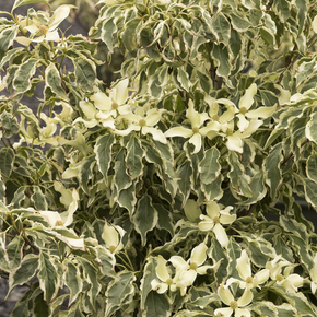 Wolf Eyes Japanese Dogwood - 5 Gallon