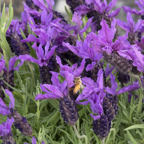 Javelin Forte Deep Purple Spanish Lavender - 1 Gallon