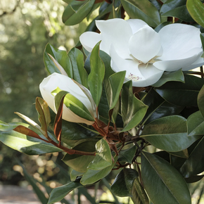 Teddy Bear Southern Magnolia - 15 Gallon