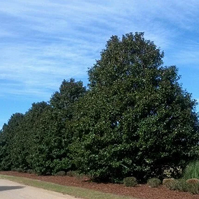 Teddy Bear Southern Magnolia - 15 Gallon