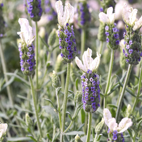 Javelin Forte White Spanish Lavender - 1 Gallon