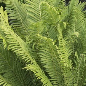 Ostrich Fern