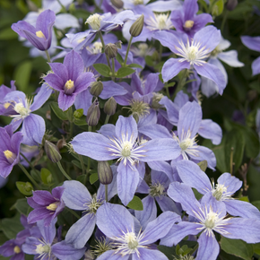 Arabella Perennial Clematis - 2 Gallon