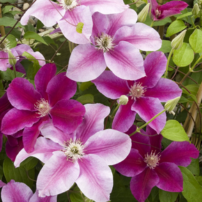Kilian Donahue Clematis - 2 Gallon