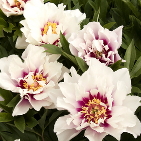 Cora Louise Itoh Peony - 5 Gallon