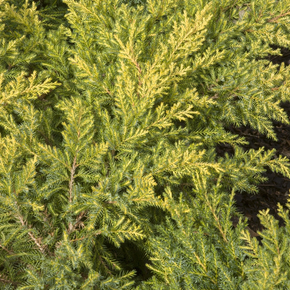 Daub's Frosted Juniper - 1 Gallon