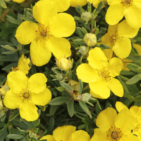 Goldfinger Shrubby Cinquefoil - Gallon