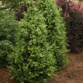 Green Tower Boxwood