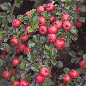 Cranberry Cotoneaster - 1 Gallon