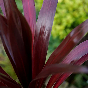 Superstar Cordyline