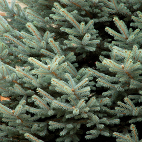 Fat Albert Colorado Blue Spruce - 7 Gallon