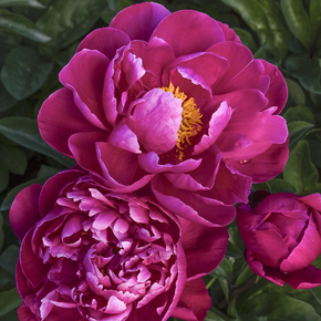 Red Sarah Bernhardt Peony - 2 Gallon