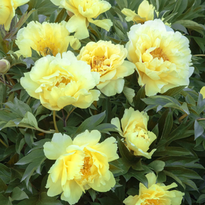 Yumi (Beauty) Itoh Peony - 5 Gallon
