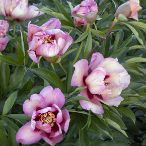 Takara (Treasure) Itoh Peony - 5 Gallon