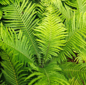 The King Ostrich Fern