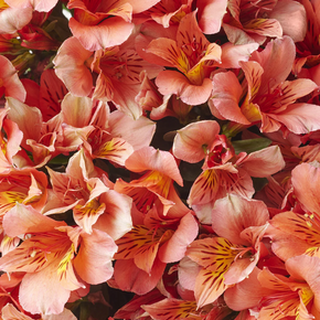 Orange Peruvian Lily - 2 Gallon