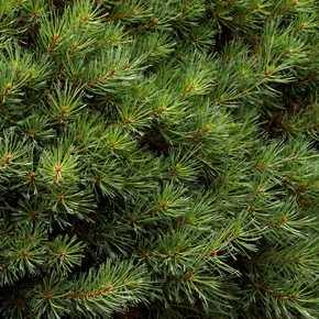 Dwarf Scotch Pine - 5 Gallon