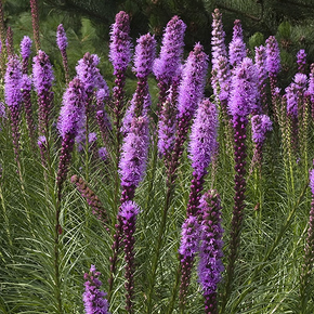 Kobold Gayfeather - 1 Gallon