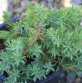 Juniperus Conferta 'Blue Pacific' - 1 Gallon
