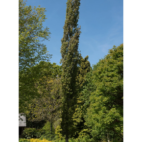 Columnar Swedish Aspen - 1 Gallon
