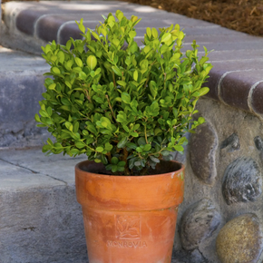 Dwarf English Boxwood - 2 Gallon