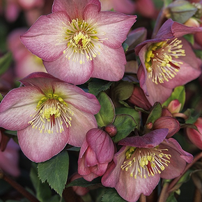 Ice N' Roses Rose Hellebore - 1 Gallon