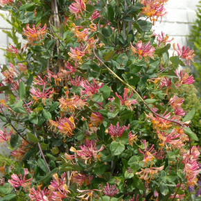 Goldflame Honeysuckle - 2 Gallon