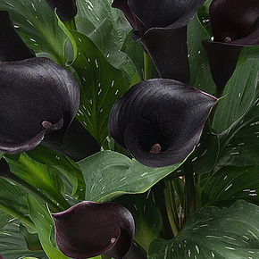 Captain Beretta Calla Lily - 2 Gallon