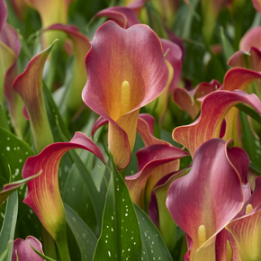 Captain Tulsa Calla Lily - 2 Gallon