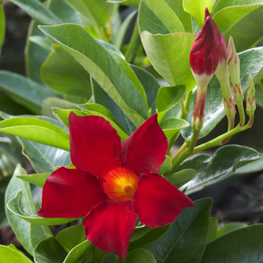 Madinia Deep Red Mandevilla - 1 Gallon