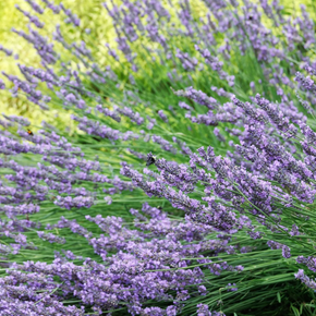 Phenomenal Lavender - 2 Gallon