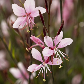 Steffi Blush Pink Gaura - 3 Gallon
