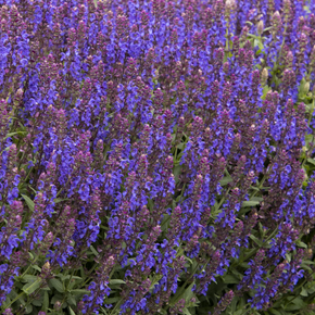 Apex Blue Meadow Sage - 3 Gallon