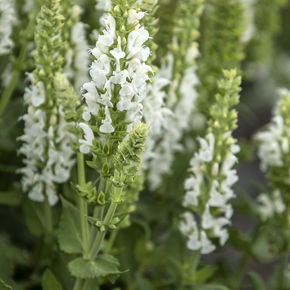 Apex White Meadow Sage - 3 Gallon