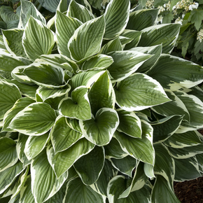 Francee Hosta - 5 Gallon