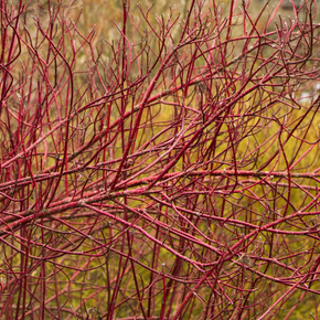 Red Twig Dogwood