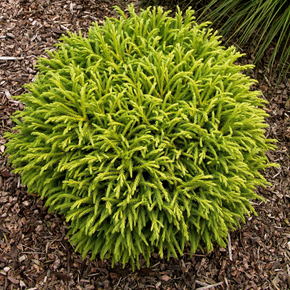 Dwarf Japanese Cedar - 5 Gallon