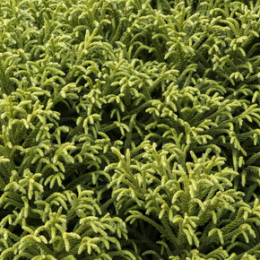 Dwarf Japanese Cedar - 5 Gallon