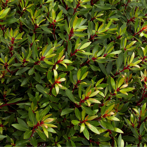 Mountain Pepper