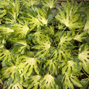 Camouflage Variegated Japanese Aralia - 5 Gallon