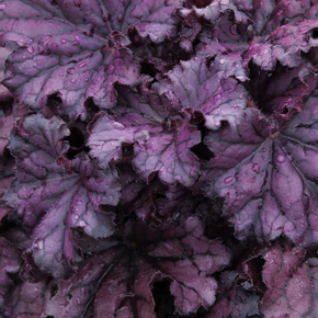 Forever Purple Heuchera - 1 Gallon