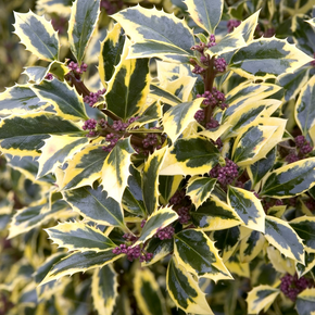 Gold Coast English Holly - 5 Gallon