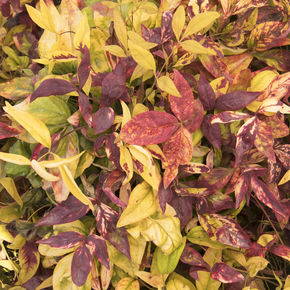 Firepower Heavenly Bamboo - 2 Gallon