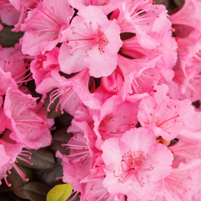 Bubblegum Rhododendron - 2 Gallon