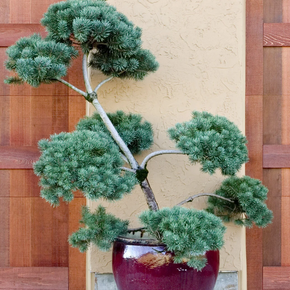 French Blue Scotch Pine - 5 Gallon