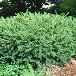Bird's Nest Spruce - 1 Gallon