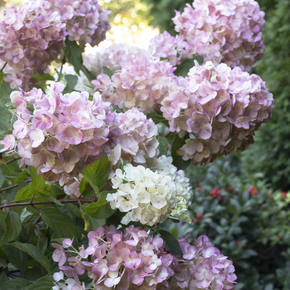 Strawberry Shake Hydrangea - 2 Gallon