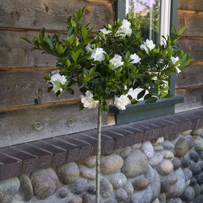 Grafted Everblooming Gardenia - 2 Gallon